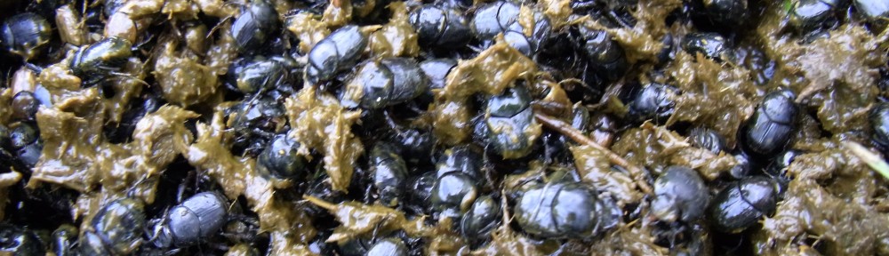 summer-active dung beetles