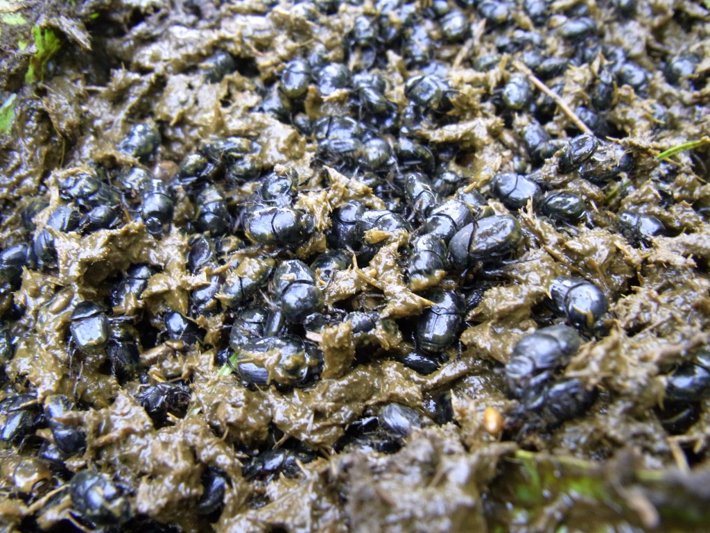 summer-active dung beetles at work