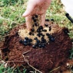 Releasing dung beetles onto a pad
