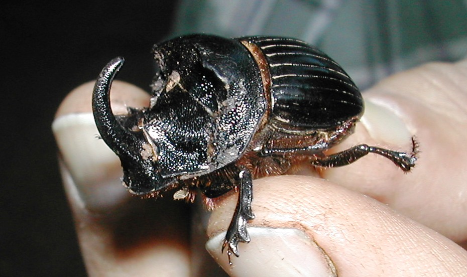 Dung beetle Geotrupes hispanus